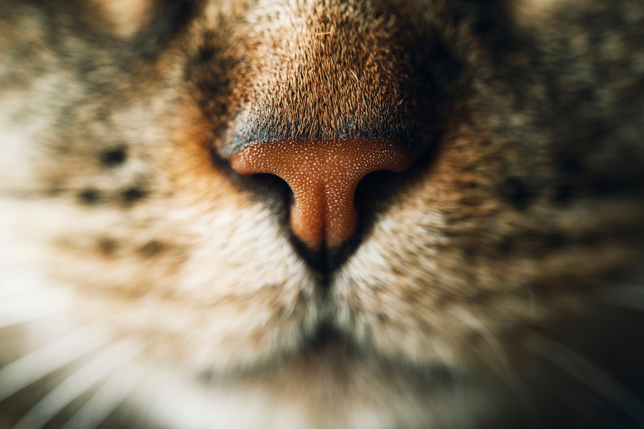 O focinho de gato possui mais de 200 milhões de células olfativas