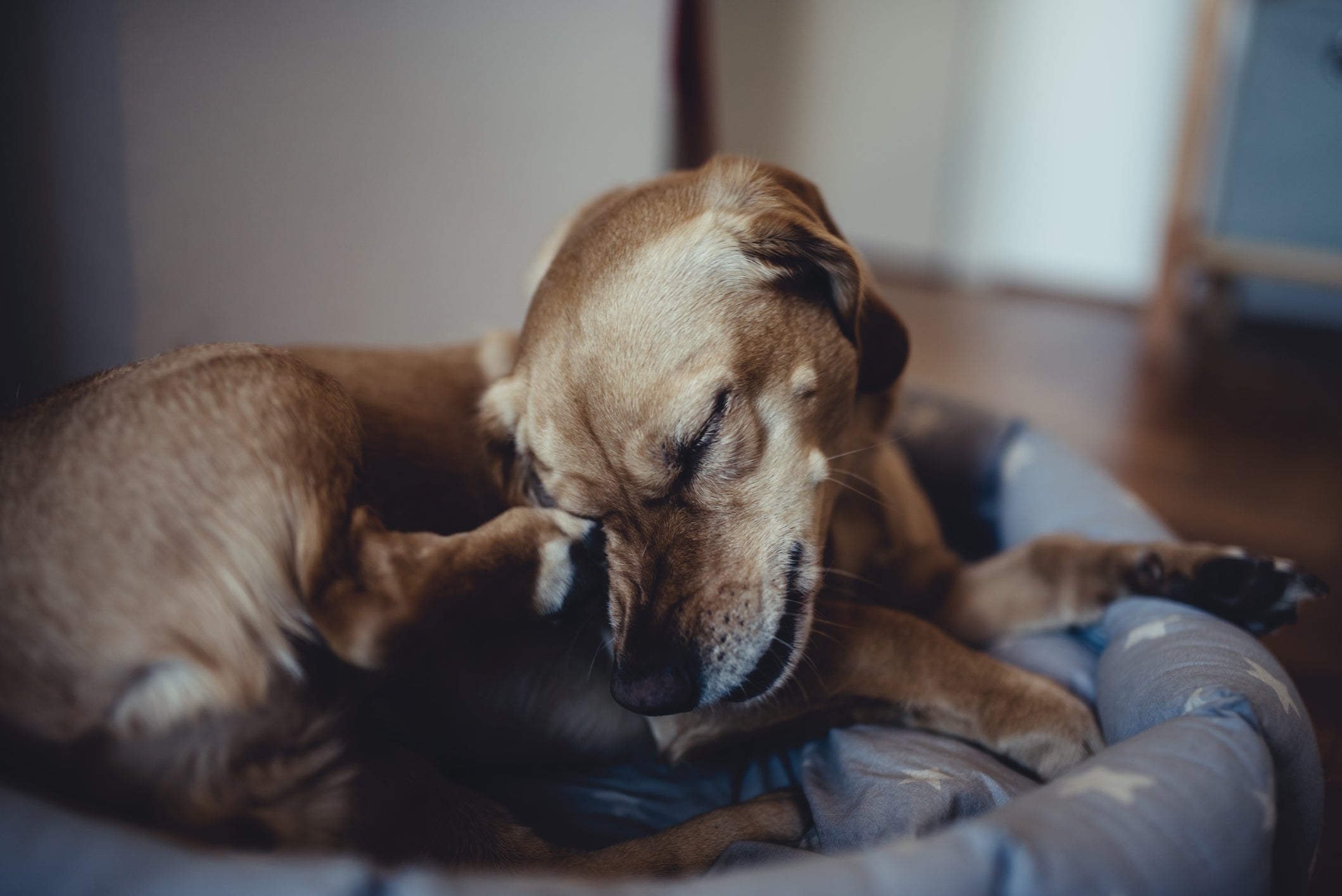 A pulga de cachorro é quase imperceptível e pode sobreviver por até um ano no ambiente