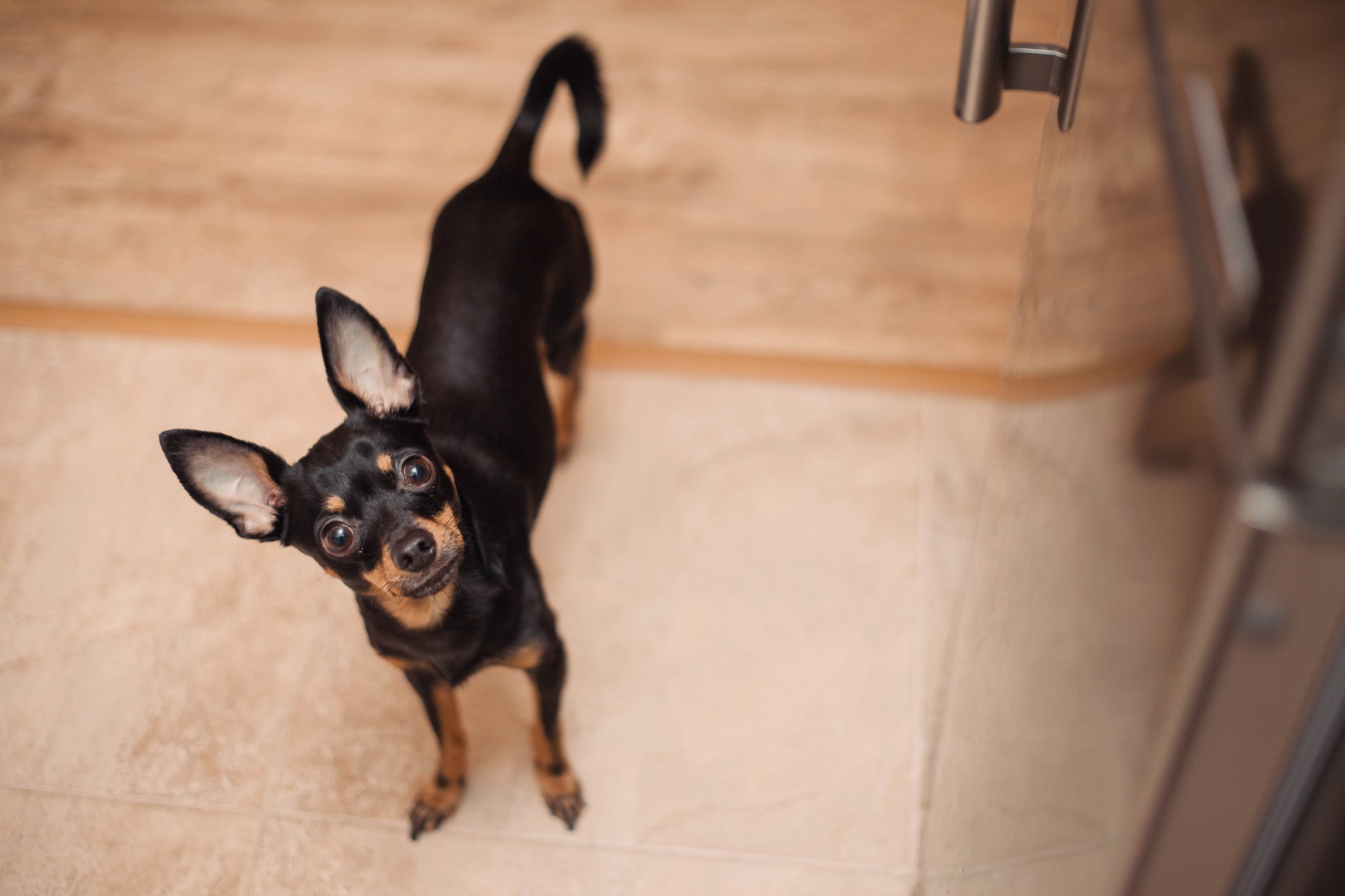 O Pinscher é uma das raças de cachorro pequeno que é super atenta