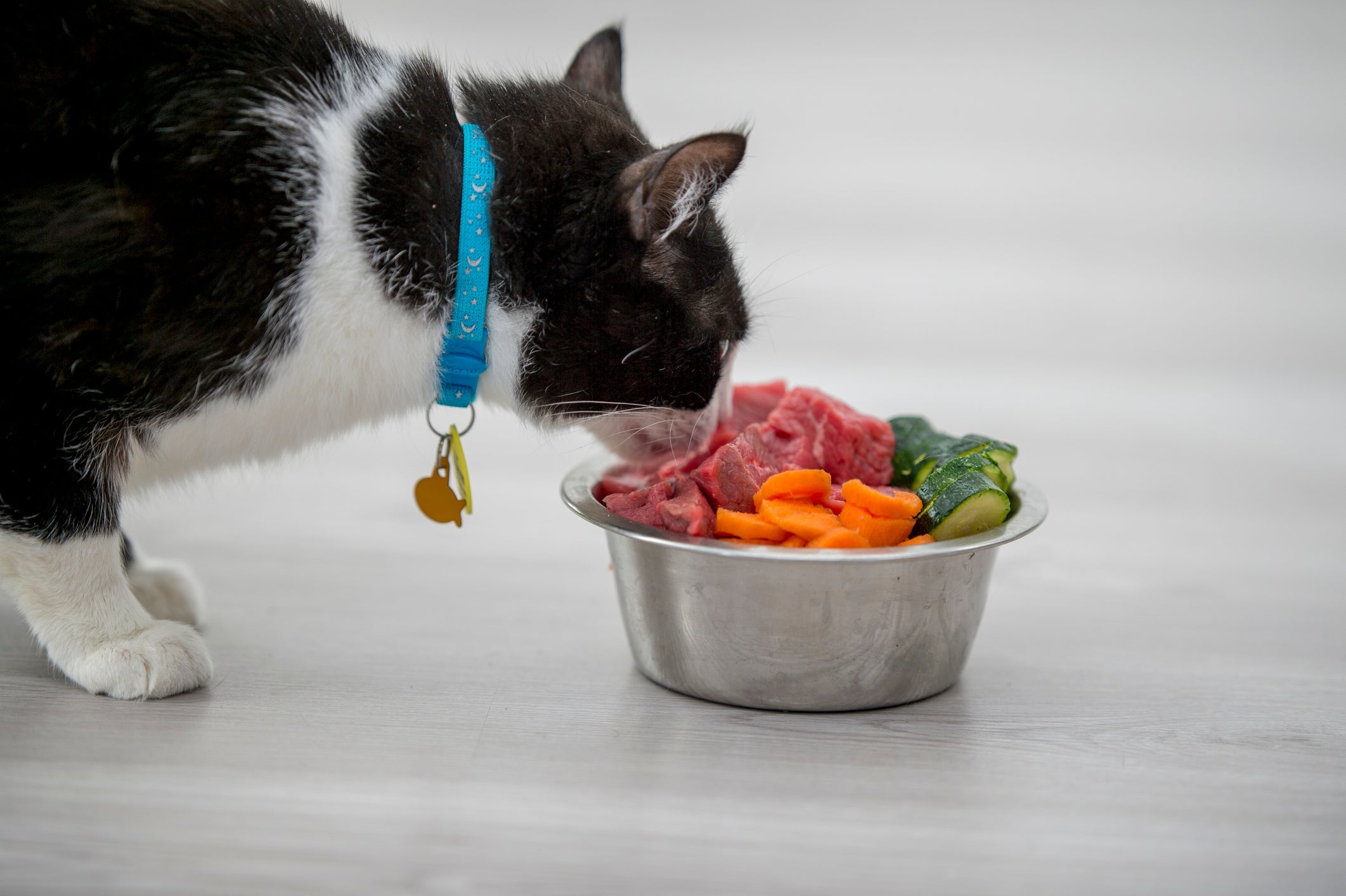 Pode dar carne crua para gato? Saiba os riscos e cuidados
