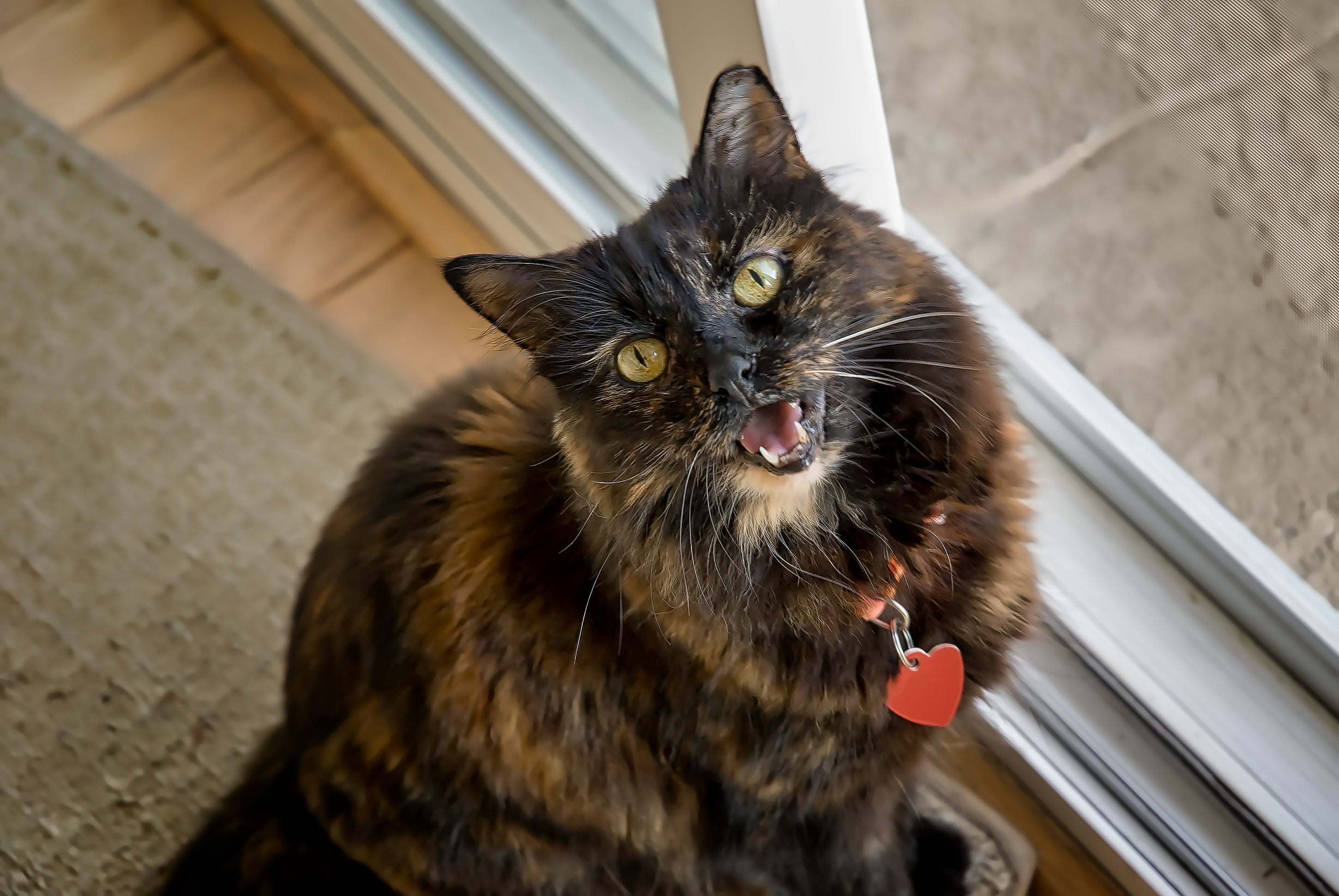 O gato pode emitir mais de 100 sons diferentes para se comunicar