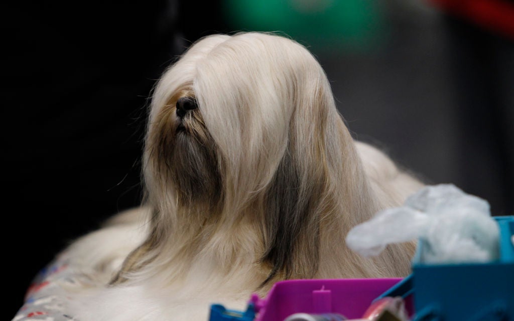 Raça de cachorro que não solta pelo: o Lhasa Apso é uma surpresa nessa lista!