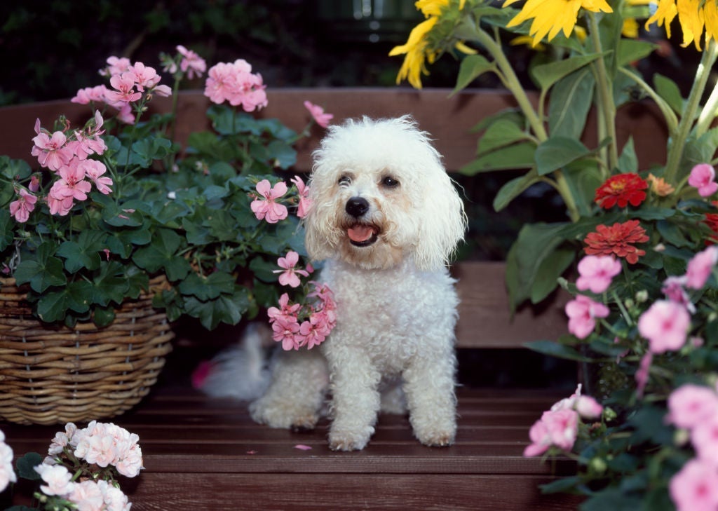 Bichon Frisé é um cachorro que não solta pelo