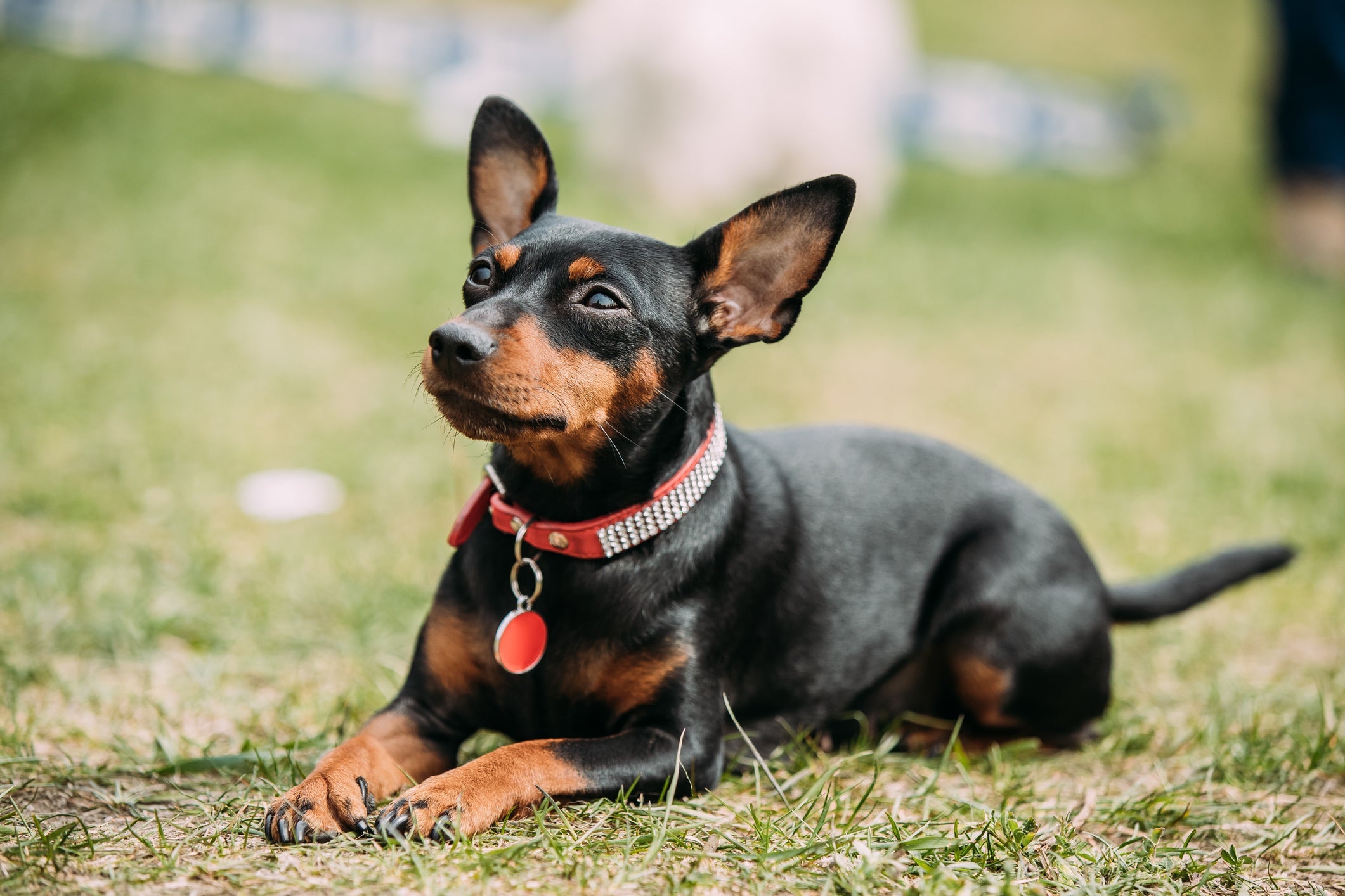 O Pinscher é uma raça de cachorro leal ao dono