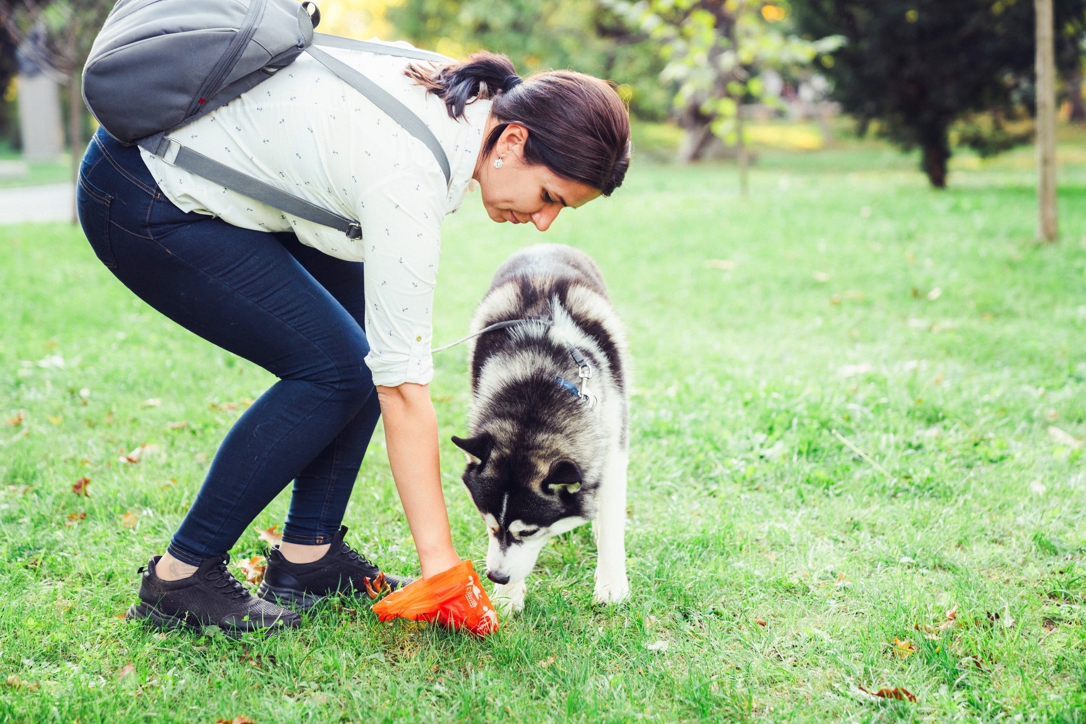 Giárdia canina é contagiosa para humanos, por isso é preciso cuidado ao manipular as fezes do animal