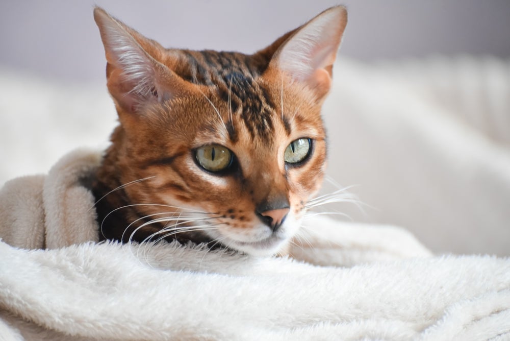 Para prevenir a giárdia, gatos precisam de higiene frequente, limpeza no ambiente e cuidados ao passear
