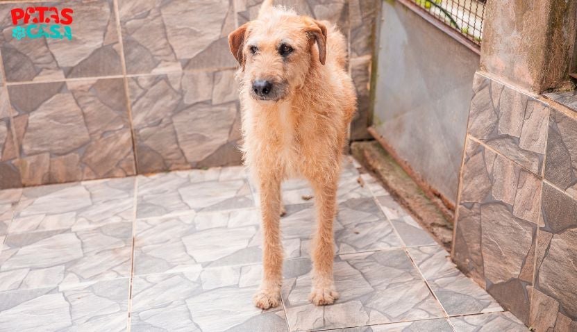 O gigante, como o próprio nome diz, é um cachorro grande saudável disponível para adoção na Chácara Dolores