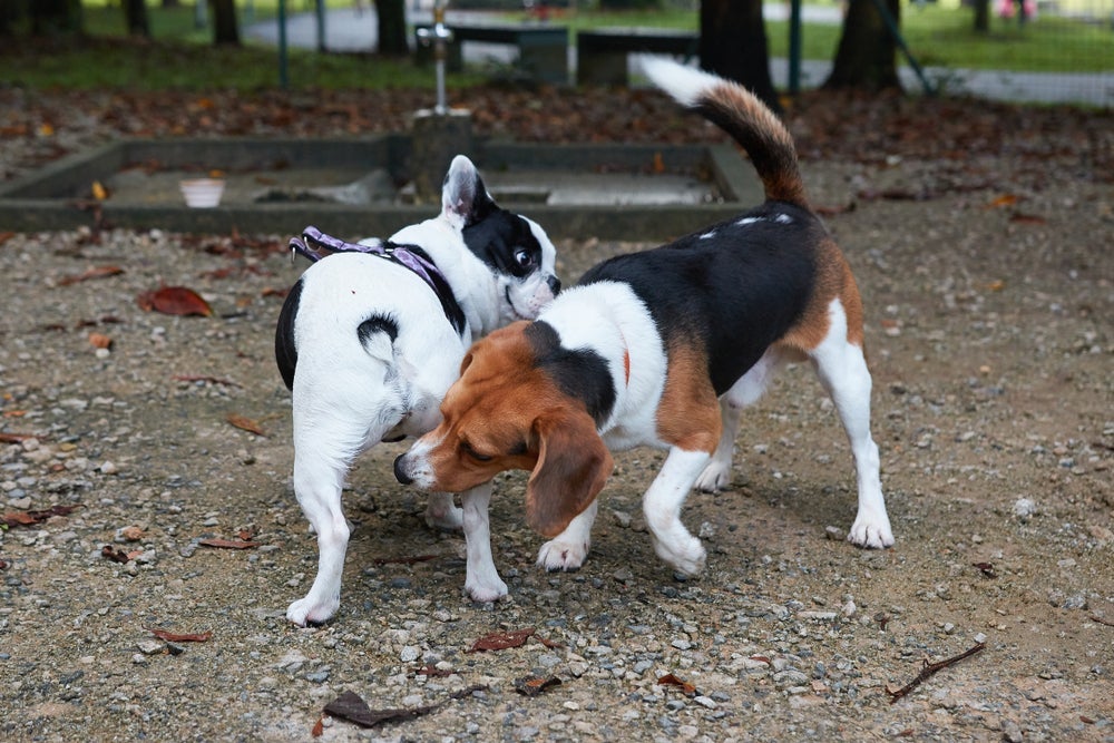 O cheiro da glândula adanal explica porque cães gostam de cheirar o rabo uns dos outros