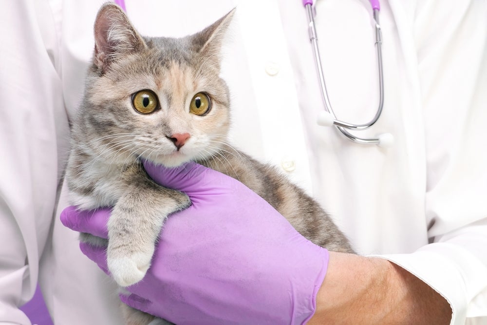 Na glândula adanal gatos inflamada, tratamento caseiro não é a solução e todo o cuidado é com ajuda veterinária