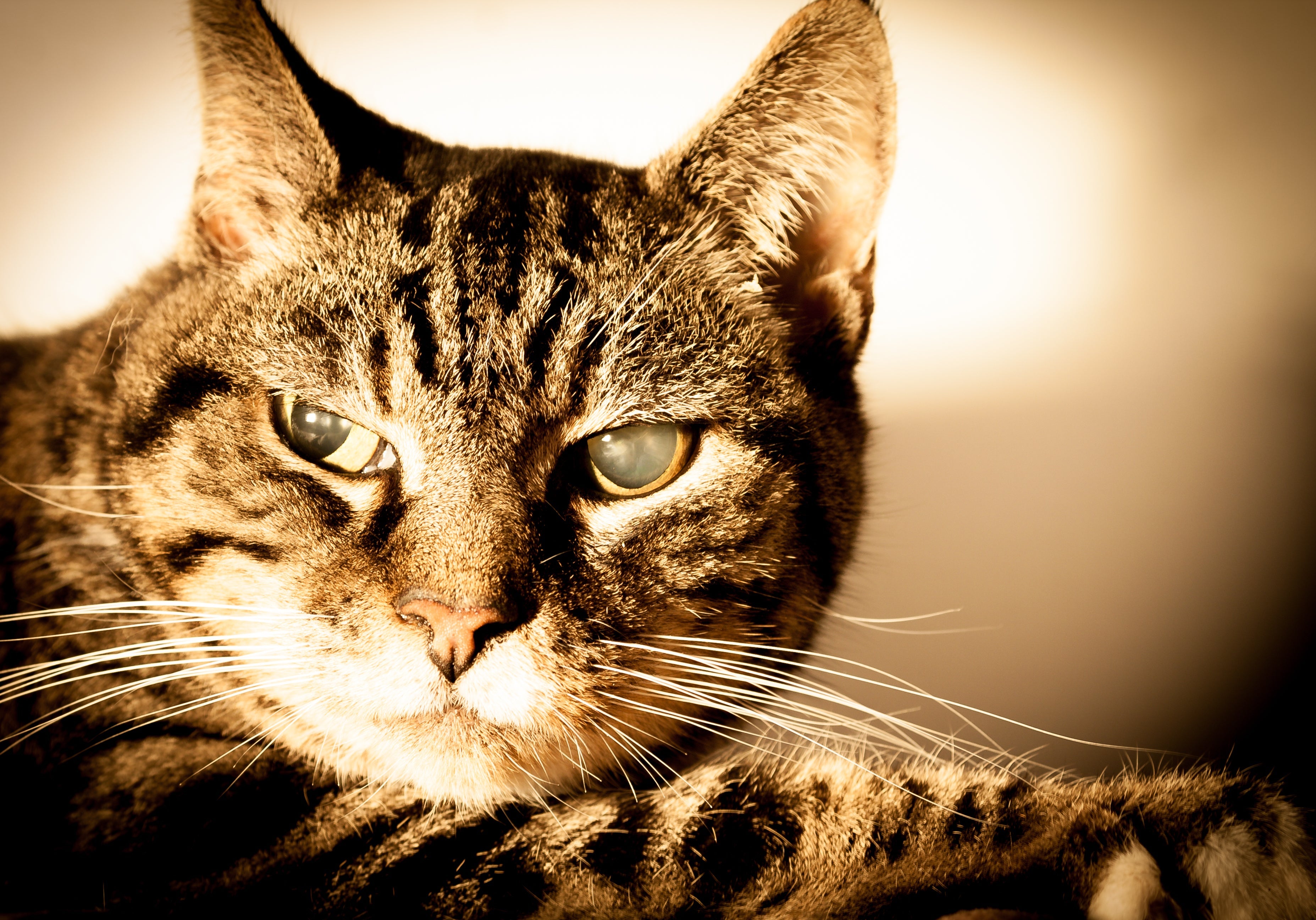 Ao perceber sinais da doença no olho do gato, é imprescindível procurar o auxílio de um especialista