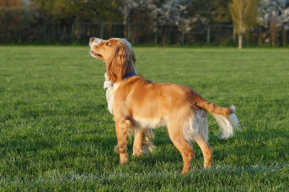 Para ficar mini, raças de cachorro Golden e Cocker Spaniel foram cruzadas