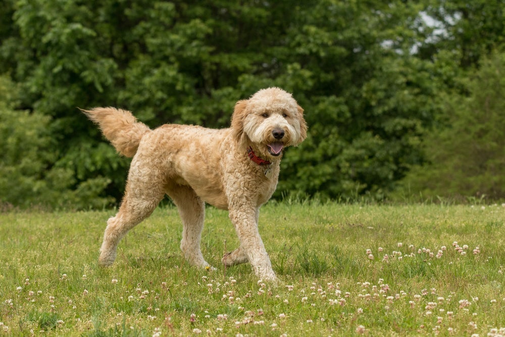 Goldendoodle pode apresentar diferentes tamanhos