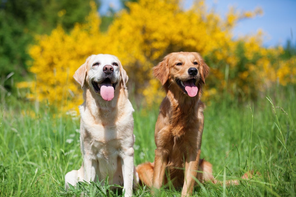 O Labrador e o Golden Retriever são parecidos na aparência e personalidade