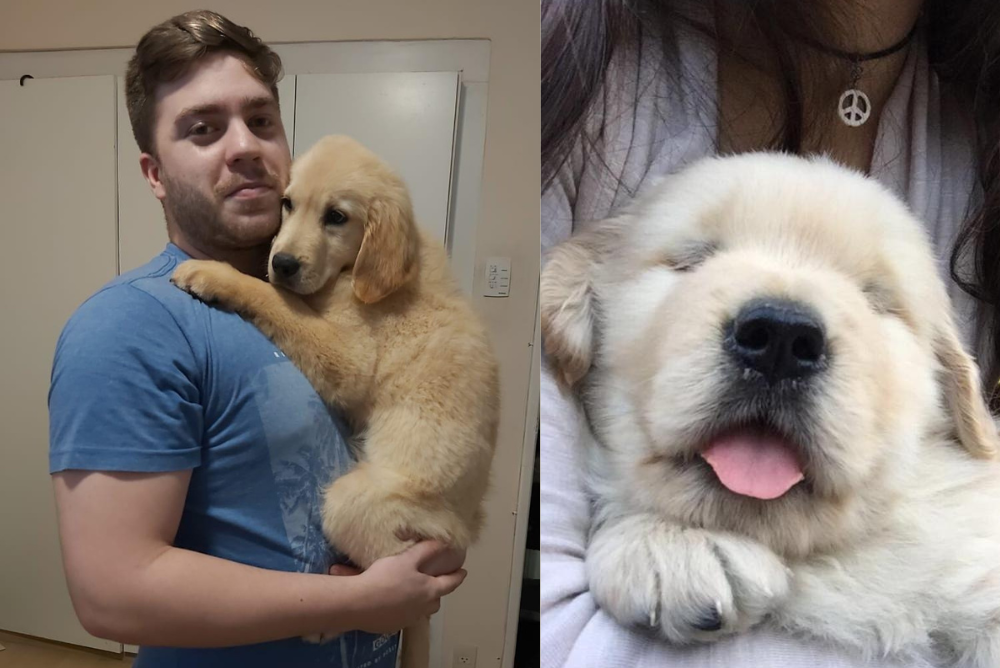  O Golden Retriever filhote é cheio de energia