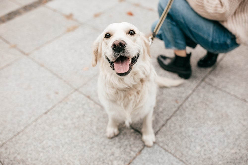 Embora seja muito energético, o Golden Retriever é obediente e gosta de desafios