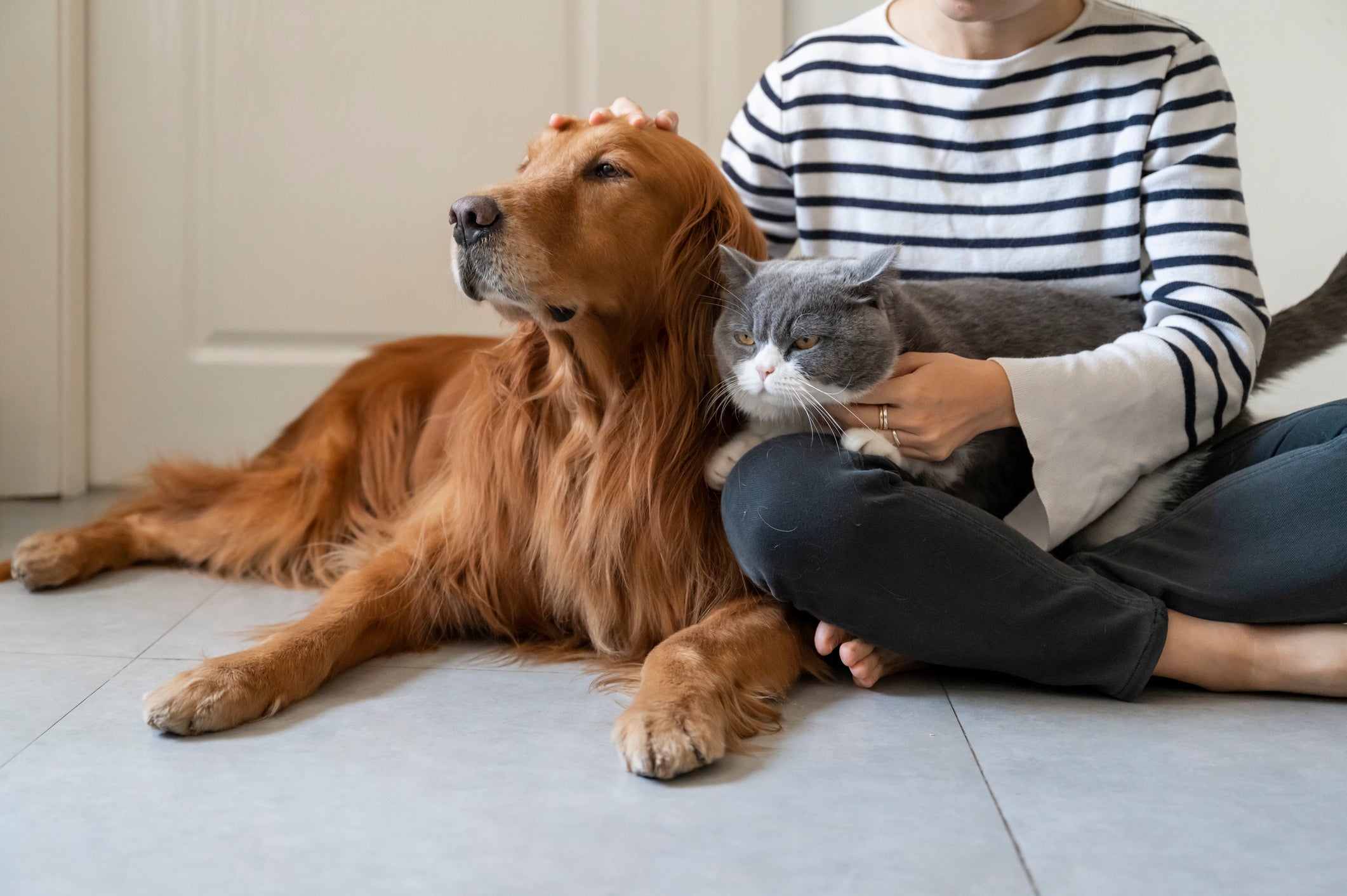 O Golden Retriever se dá bem com todo mundo