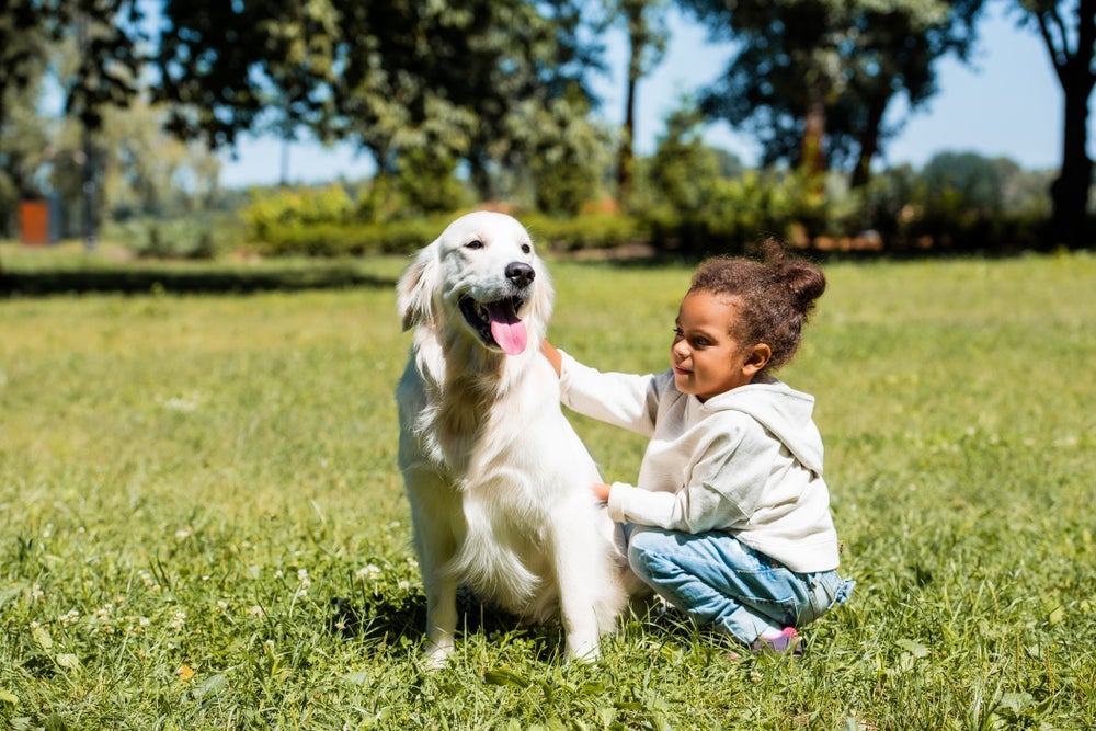 O Golden Retriever é super carinhoso e gentil com as crianças