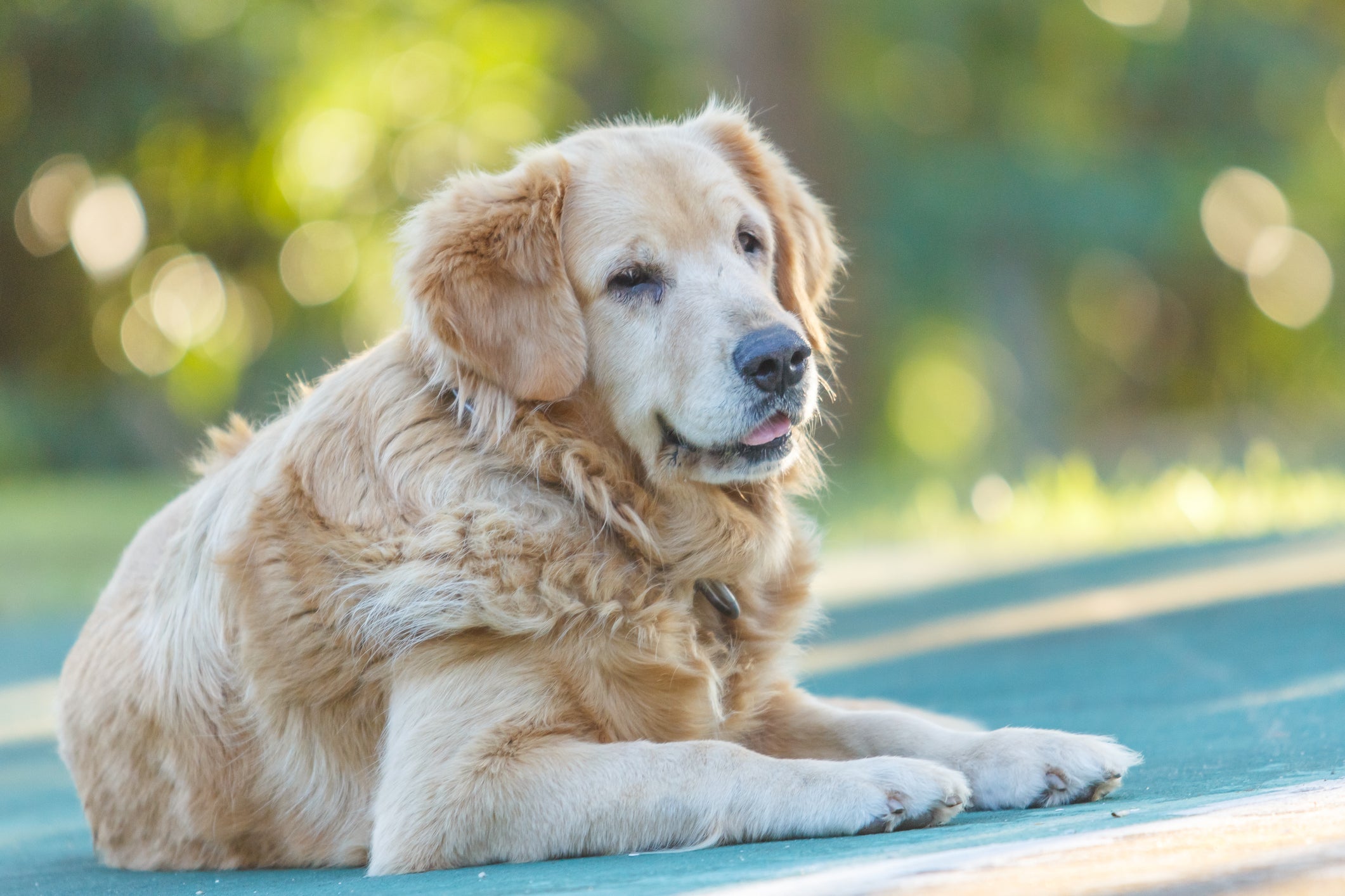 Raça Golden Retriever: quantos anos um cachorro vive pode variar