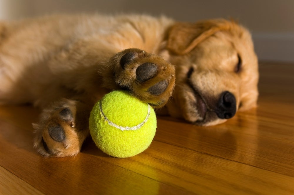 O filhote de Golden Retriever gosta de brincar e descansar