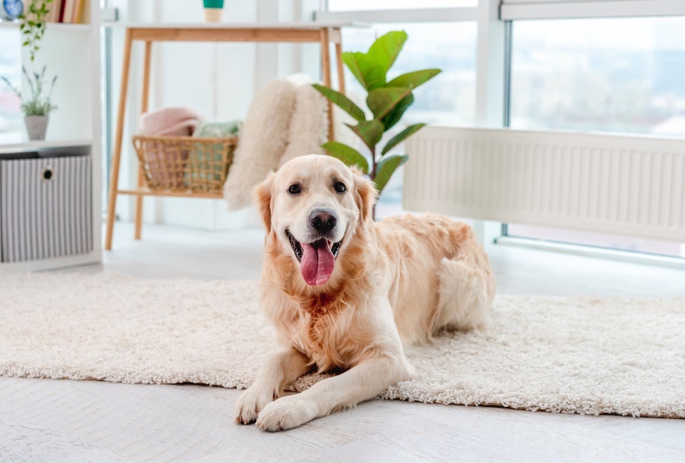 O Golden Retriever é super sociável e adora estar acompanhado
