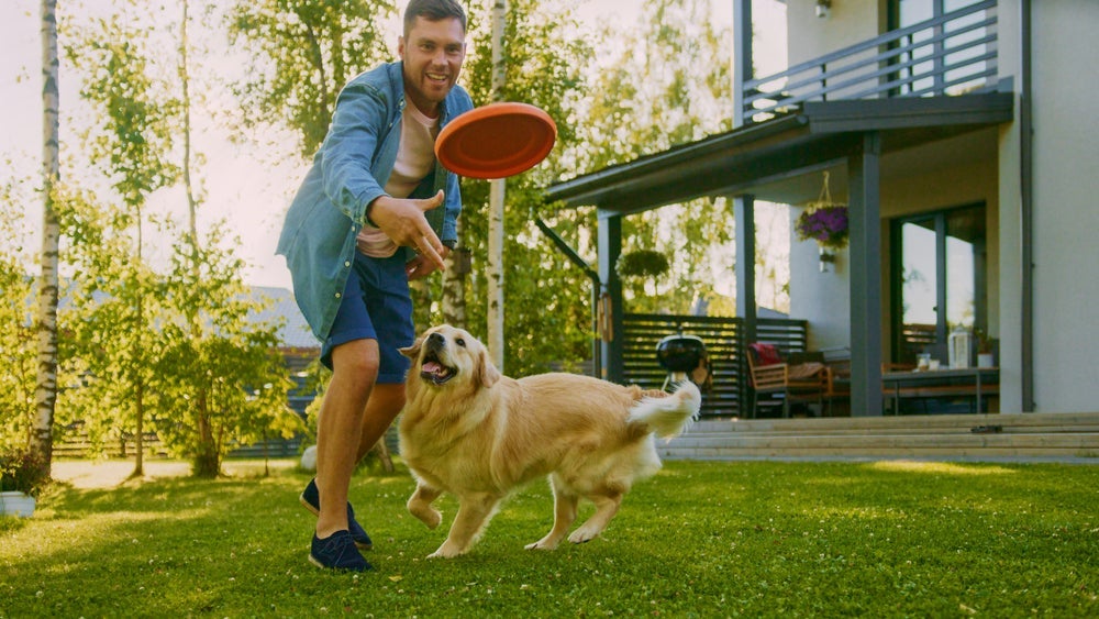 O Golden Retriever é o combo perfeito: dócil, companheiro e com muita disposição para brincar.