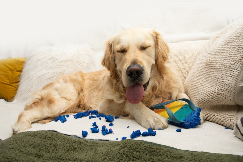 O cachorro Golden Retriever, quando entediado, pode ter um comportamento destrutivo