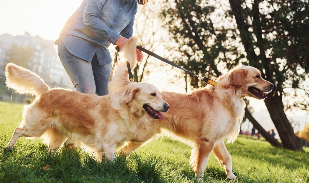 Cachorro para apartamento: o Golden Retriever precisa gastar energia todos os dias