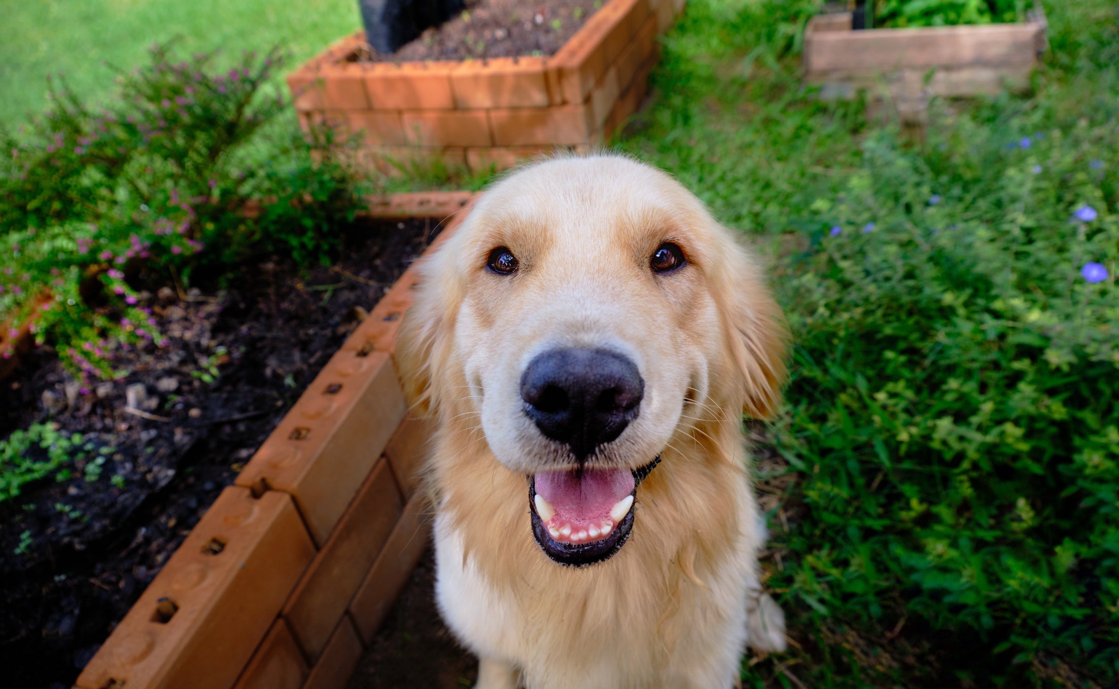 O Golden Retriever é uma das raças de cachorro mais amadas 