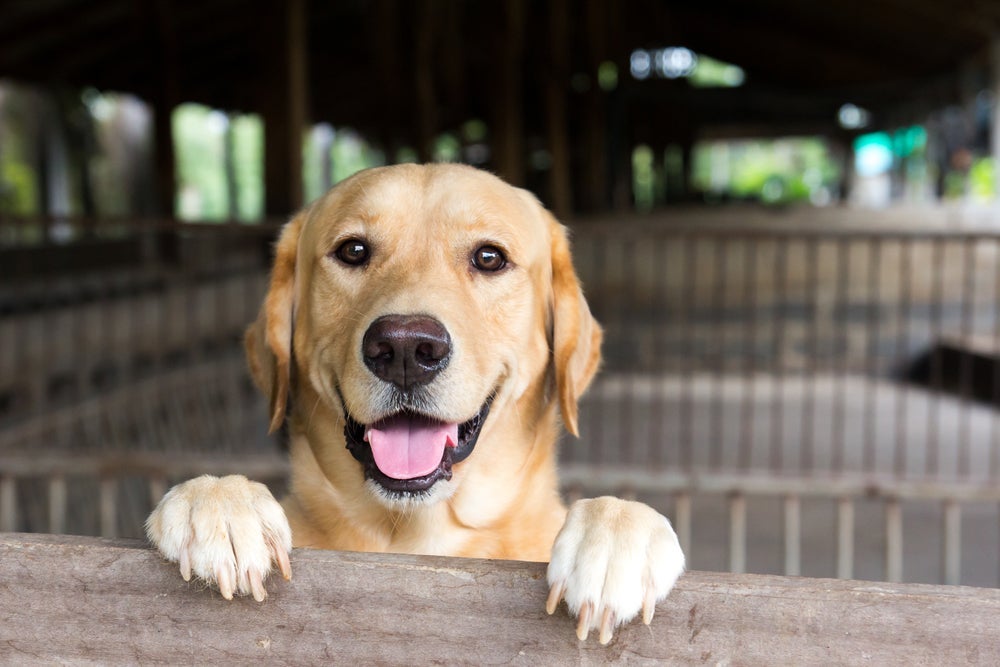Fazer amigos é a brincadeira que o Golden Retriever mais gosta