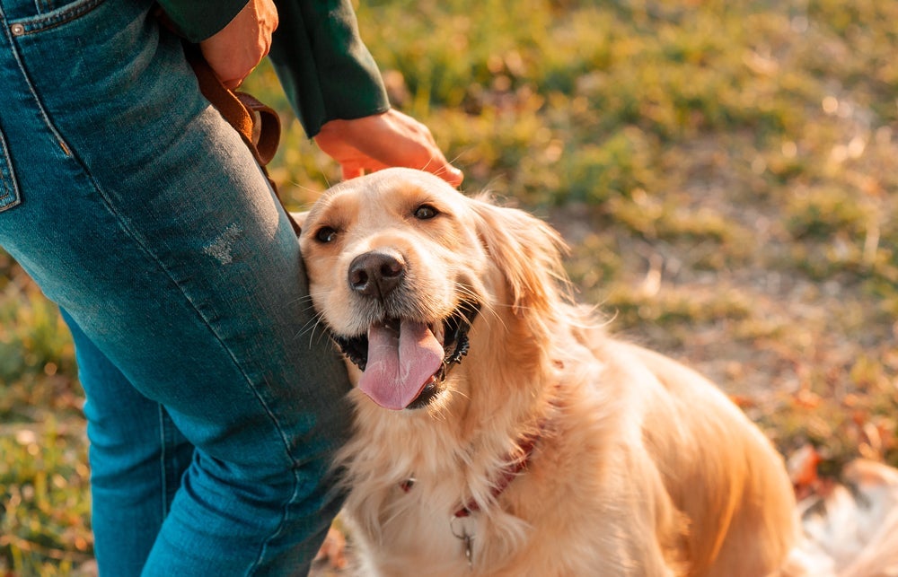 Golden Retriever: gentileza é segundo nome da raça