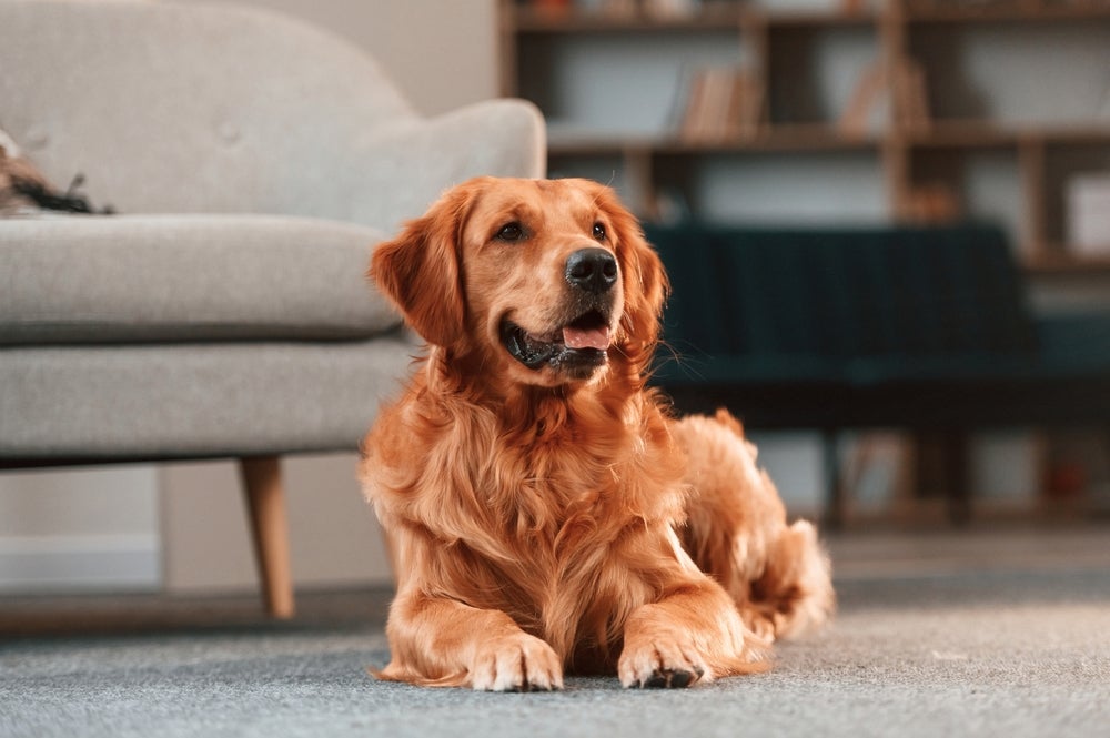 Ter um Golden Retriever é o sonho de muitas famílias por aí