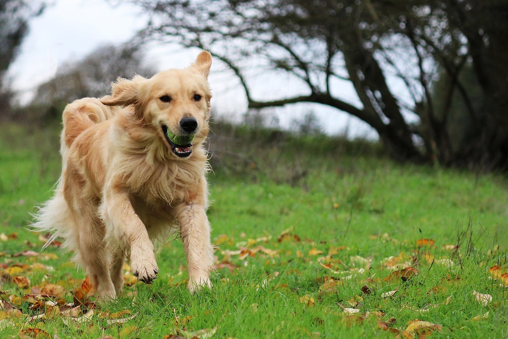 Nomes para Golden Retriever podem ser inspirados em esportes e atletas