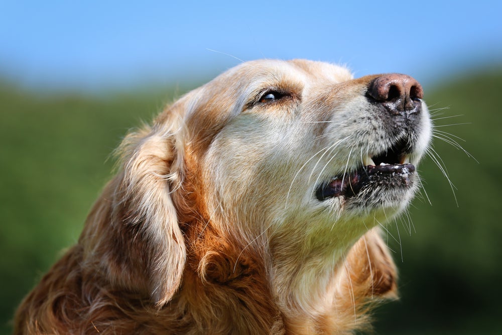 O Golden Retriever tem um latido potente