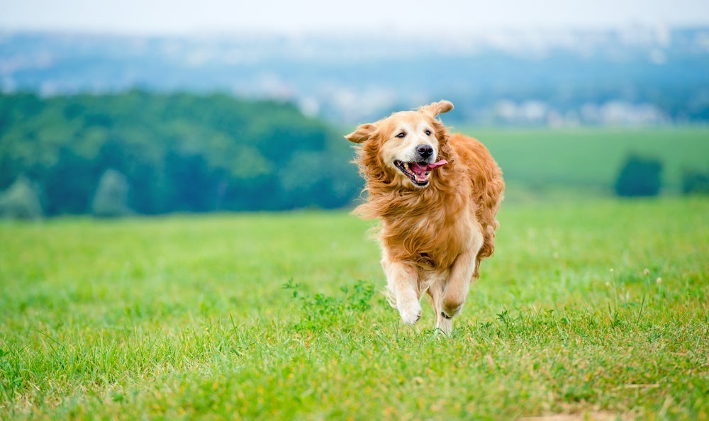 Golden Retriever é um ótimo nadador!