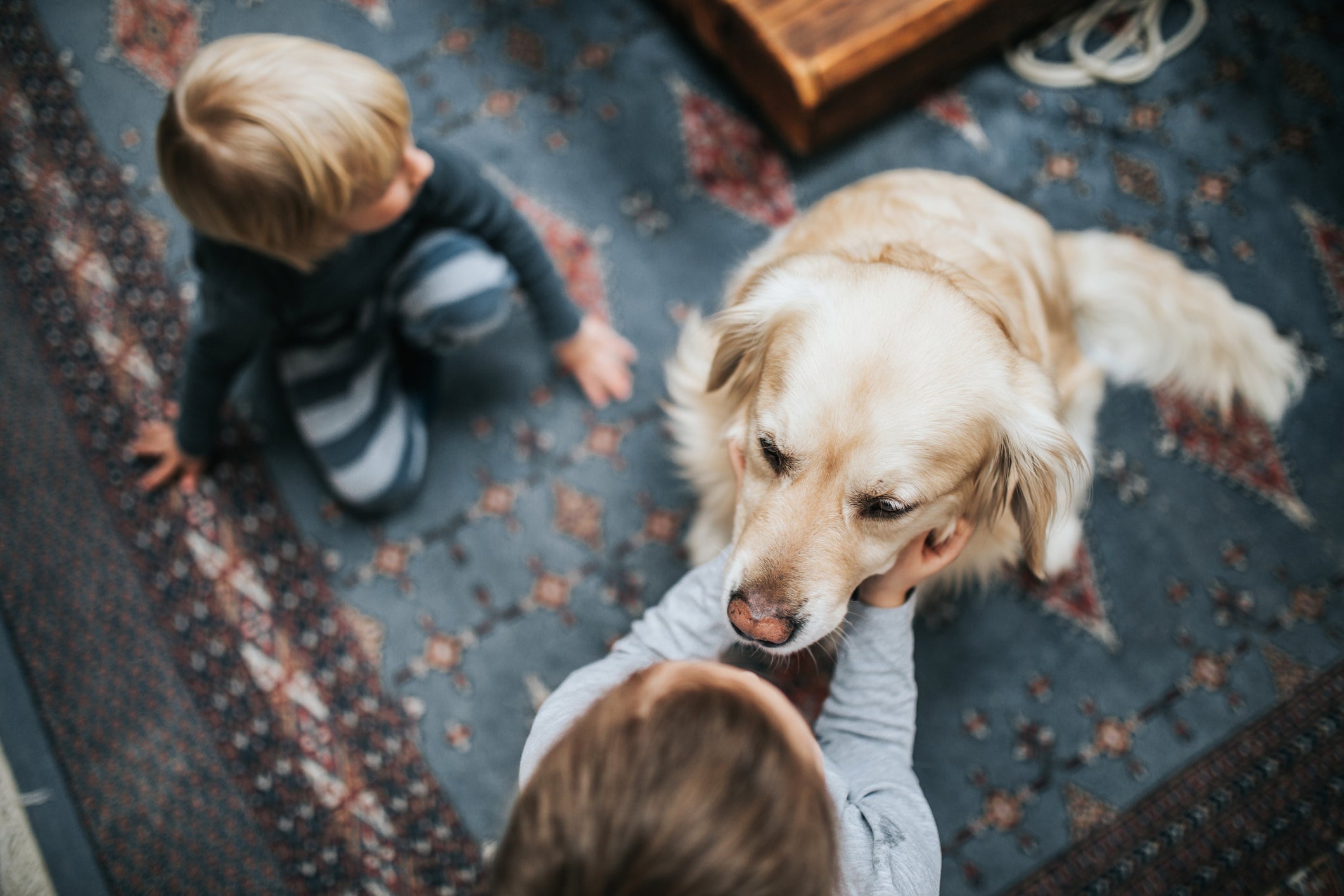 O Golden Retriever é uma das raças de cachorro mais simpáticas