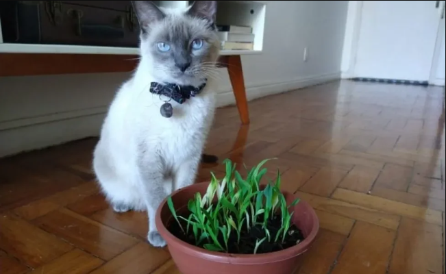A grama de gato vai deixar o pet feliz e mais saudável