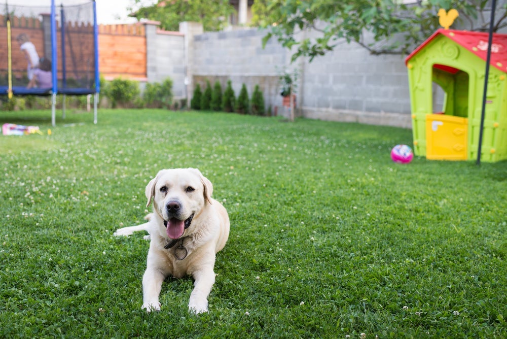 Plantar grama para cachorro é opção segura e nutritiva