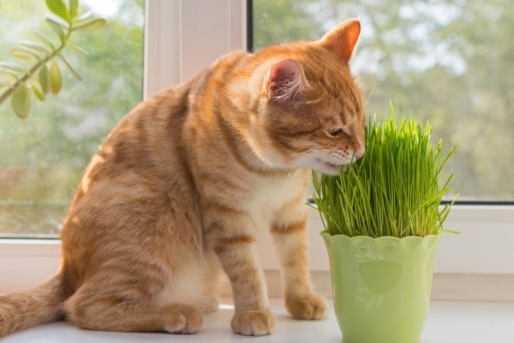 Escolha um vaso pequeno para plantar grama de trigo para gatos