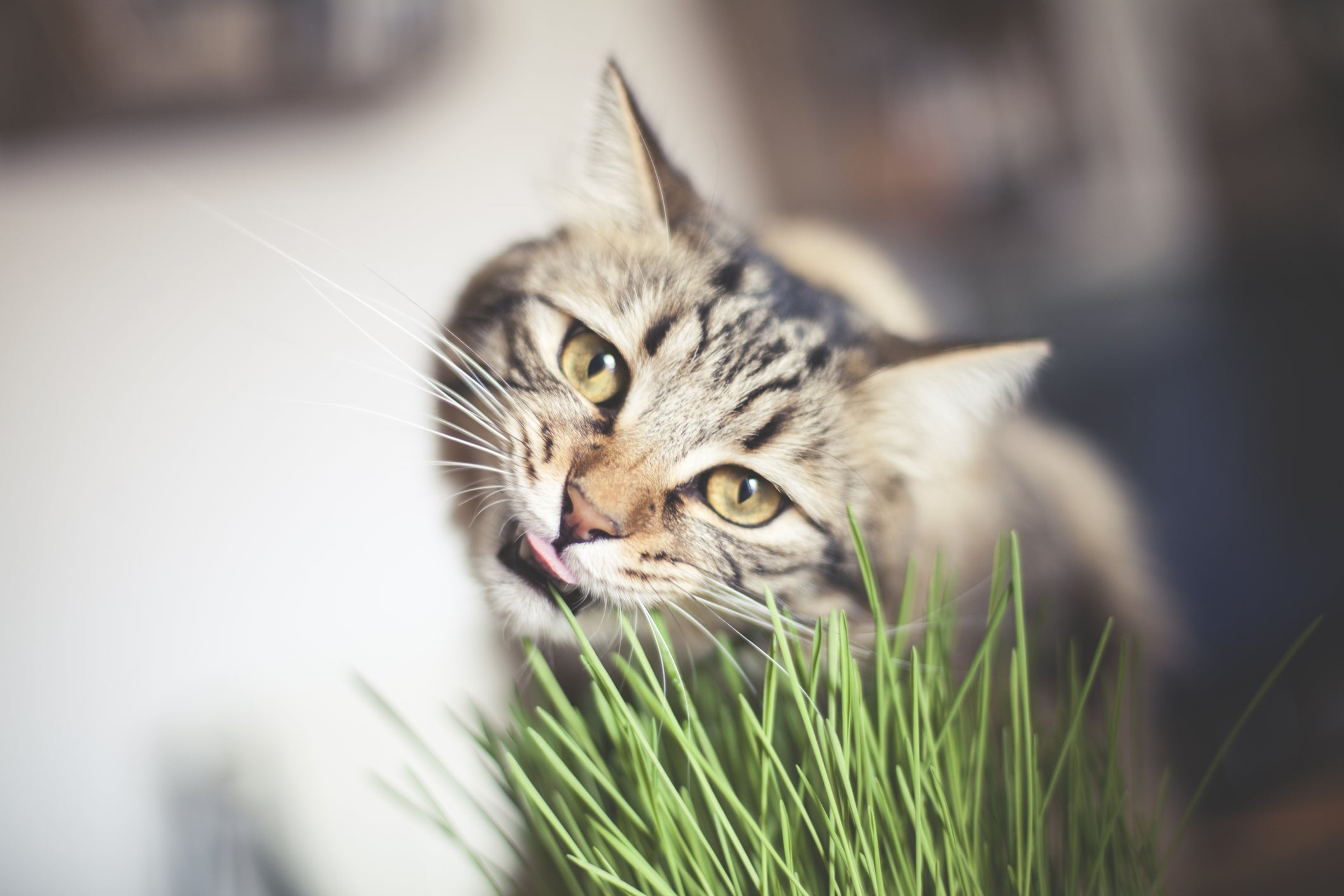 Grama de gato: milho, trigo, aveia e até linhaça! São muitas as opções para você plantar e tornar os dias do seu felino mais prazerosos
