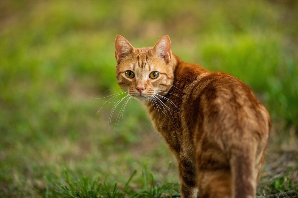 A grama para gatos é a solução para impedir que o seu bichano destrua as plantas da casa