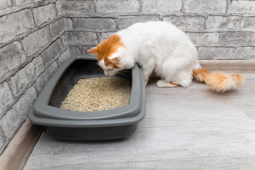 O uso do granulado de madeira para gatos requer limpeza frequente na caixinha de areia
