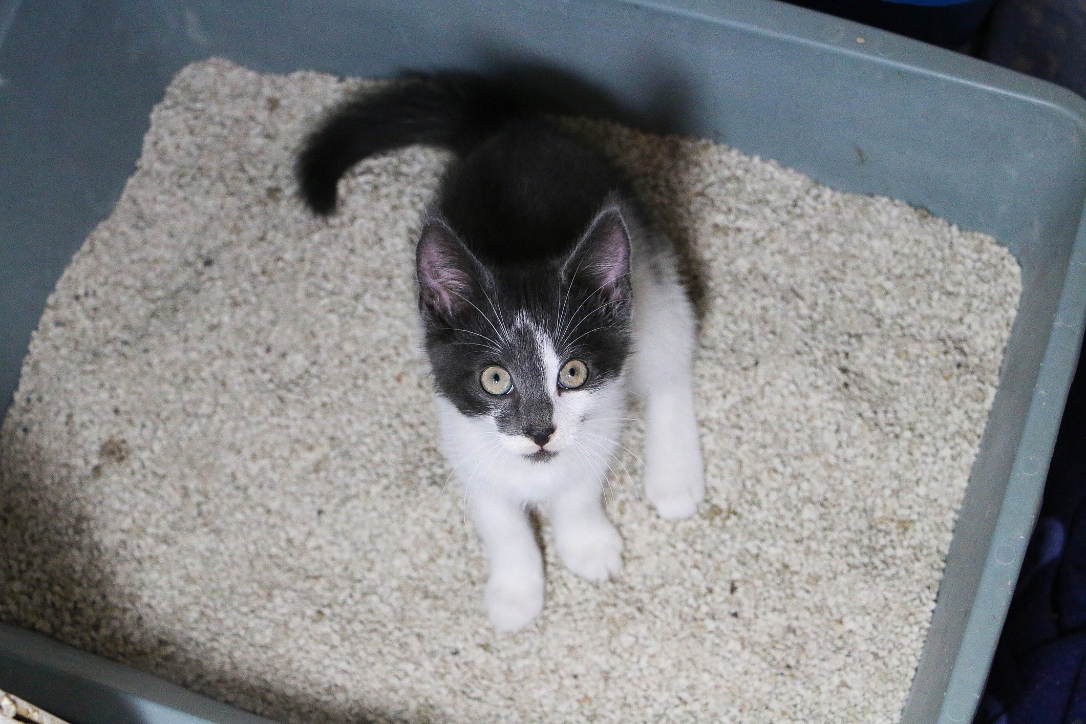Ao contrário do granulado de madeira para gatos, a areia é apropriada para os bichanos