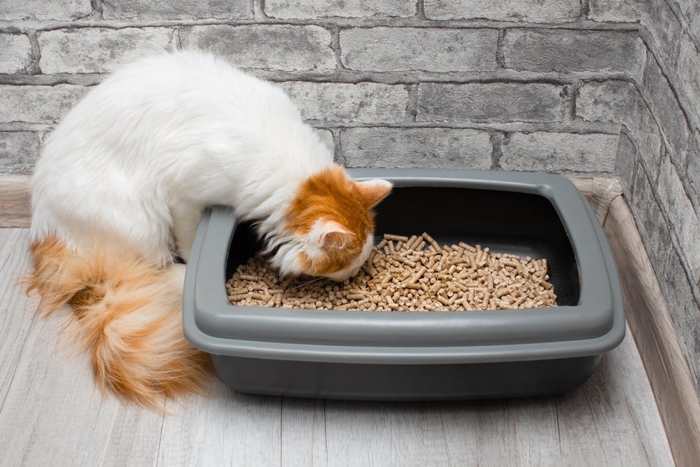 Granulado de madeira: gatos podem ficar incomodados com o cheiro