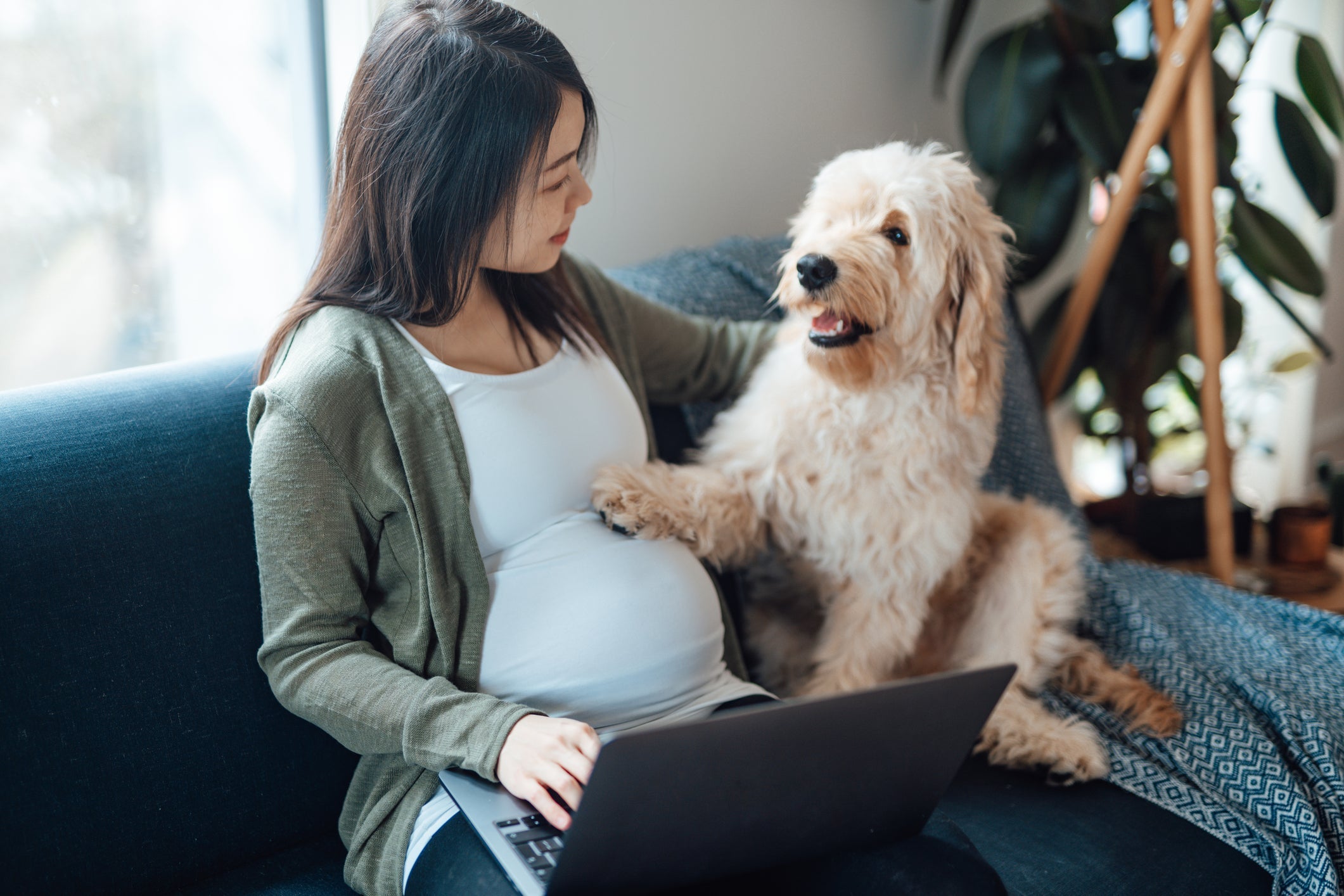 Cachorros podem interagir com neném ainda na barriga da tutora