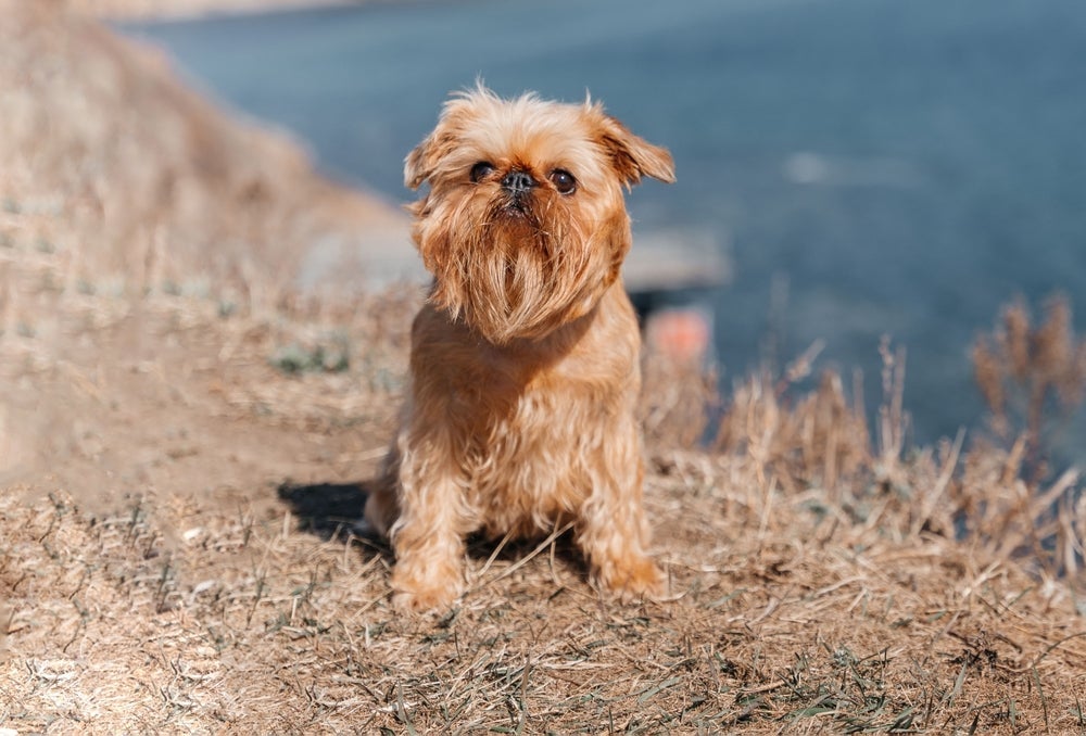 Griffon Belga: canil de cachorro costuma vender os filhotes por preços de até R$ 5.000