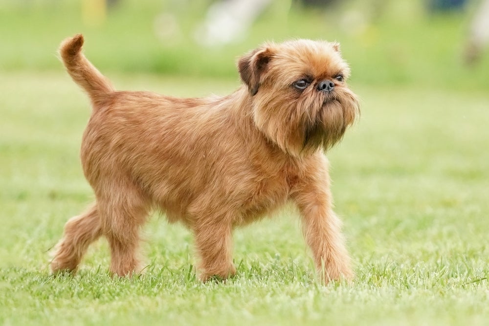 O Griffon é um com cachorro belga com pouca variedade de cores