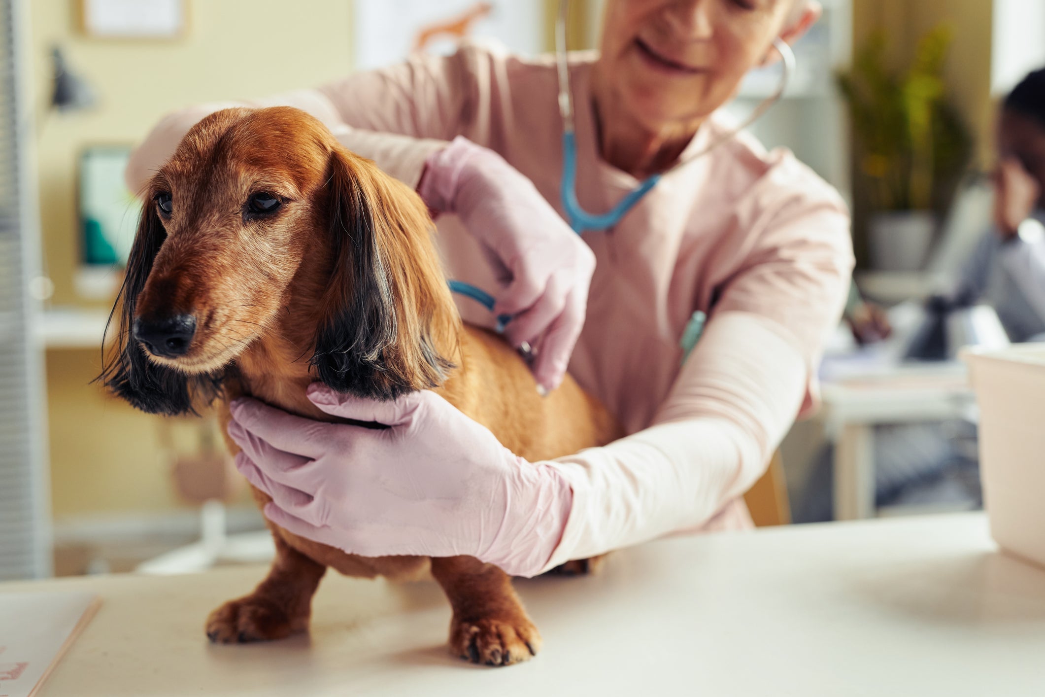 A primeira coisa que você deve fazer ao perceber que o cachorro está com gripe é marcar uma consulta com o veterinário.