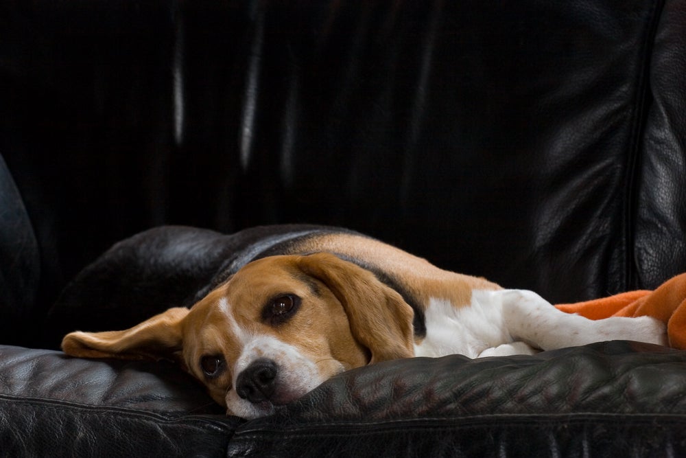 A gripe em cachorro faz com que o animal tenha sintomas como tosse, coriza e espirros