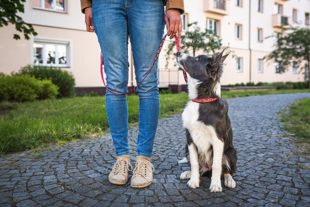 Guia de cachorro: é importante observar a reação do pet ao pegar o acessório