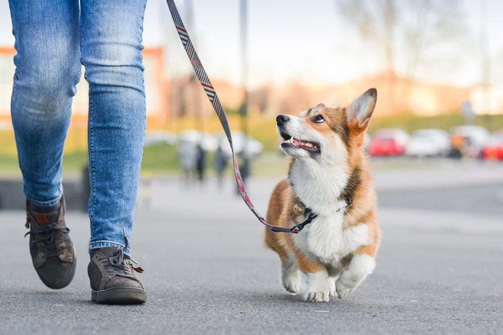 Durante o passeio, a guia de cachorro deve acompanhar o ritmo do tutor